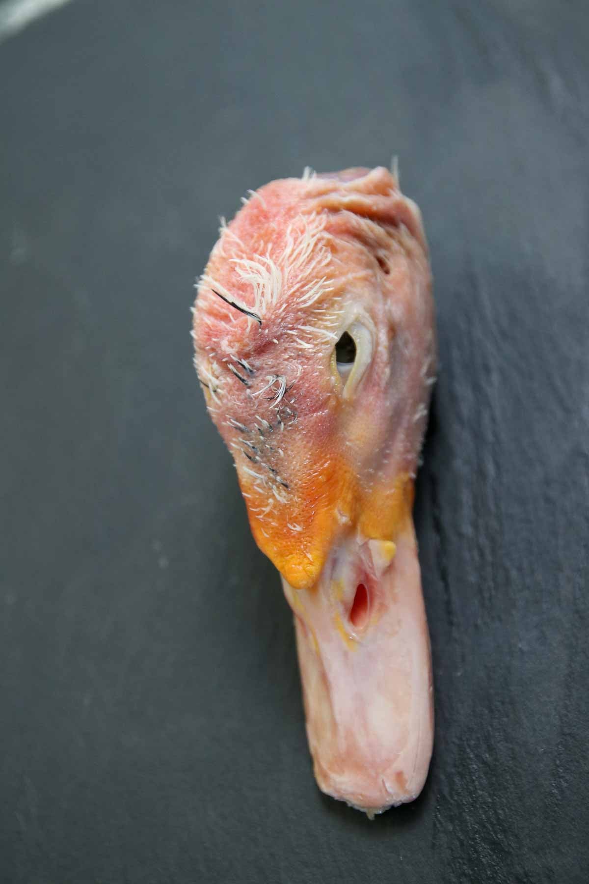 Raw Duck Heads - Whole Prey