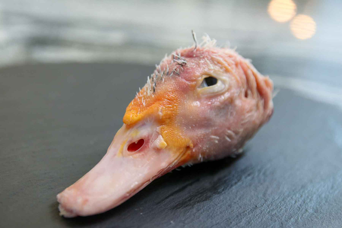 Raw Duck Heads - Whole Prey