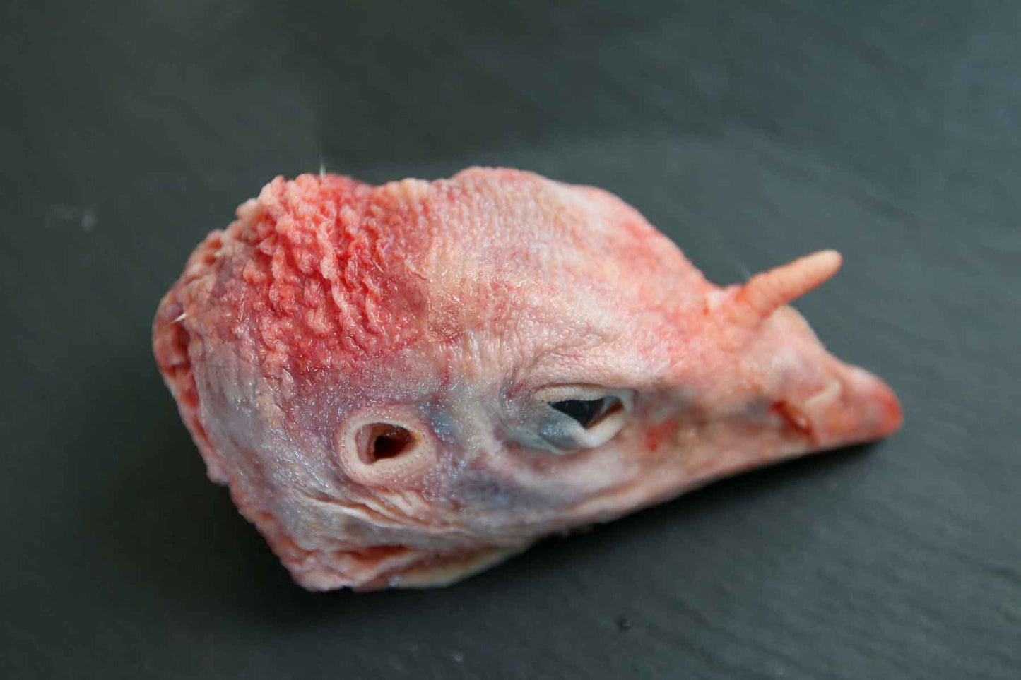 Raw Turkey Heads- Whole Prey