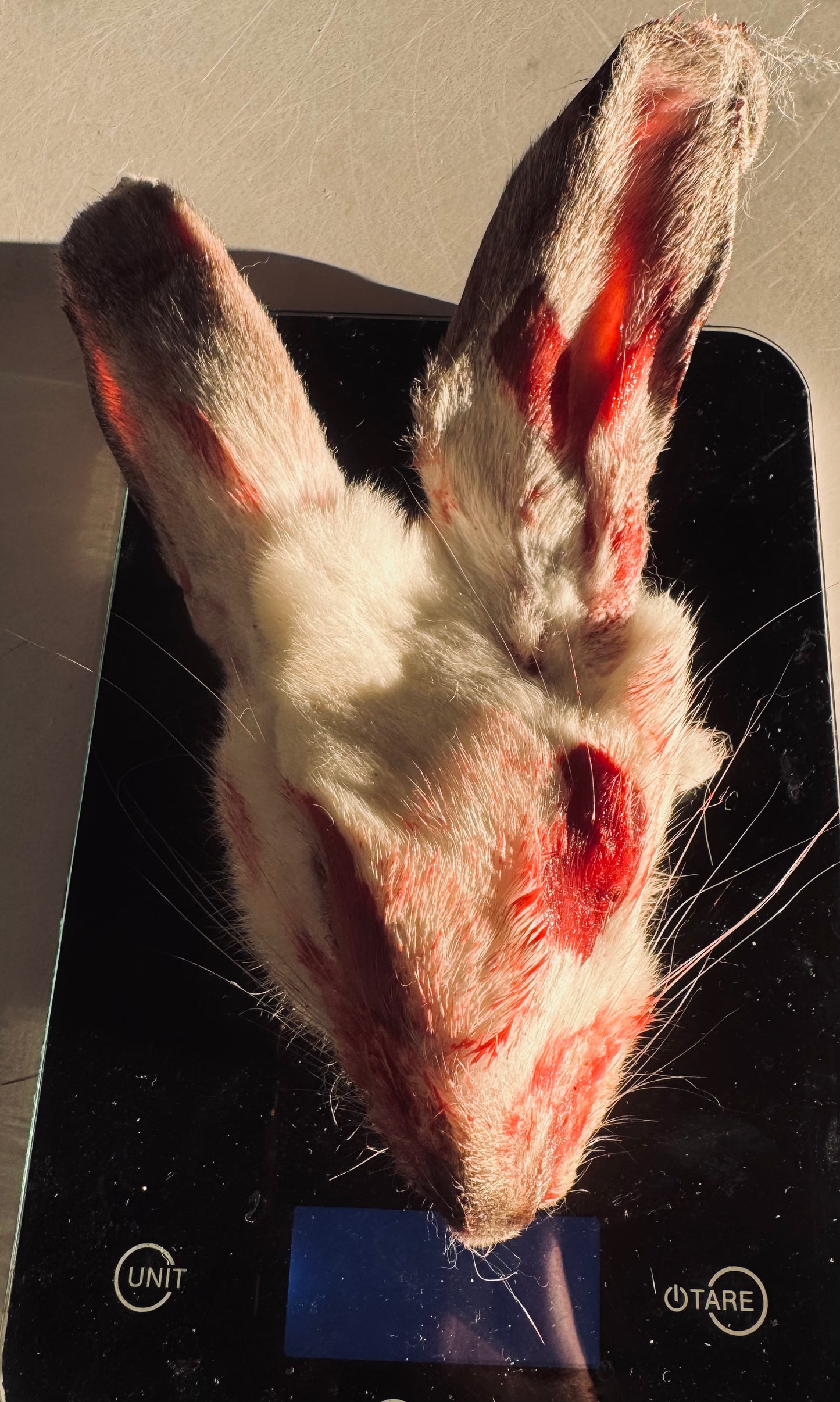 Raw Whole Rabbit Heads