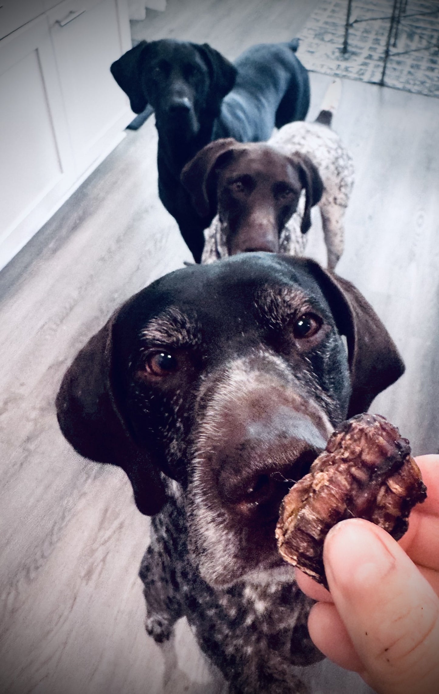 Dry Roasted Venison Trachea