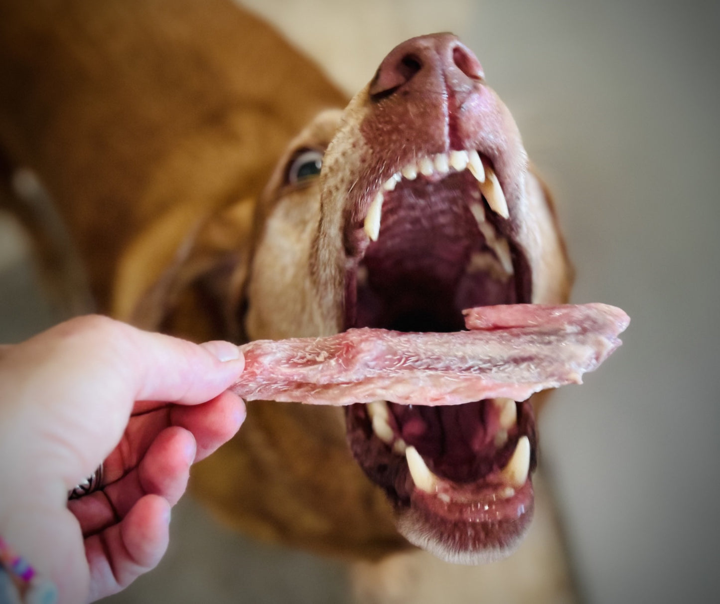 RAW Duck Wing Tip