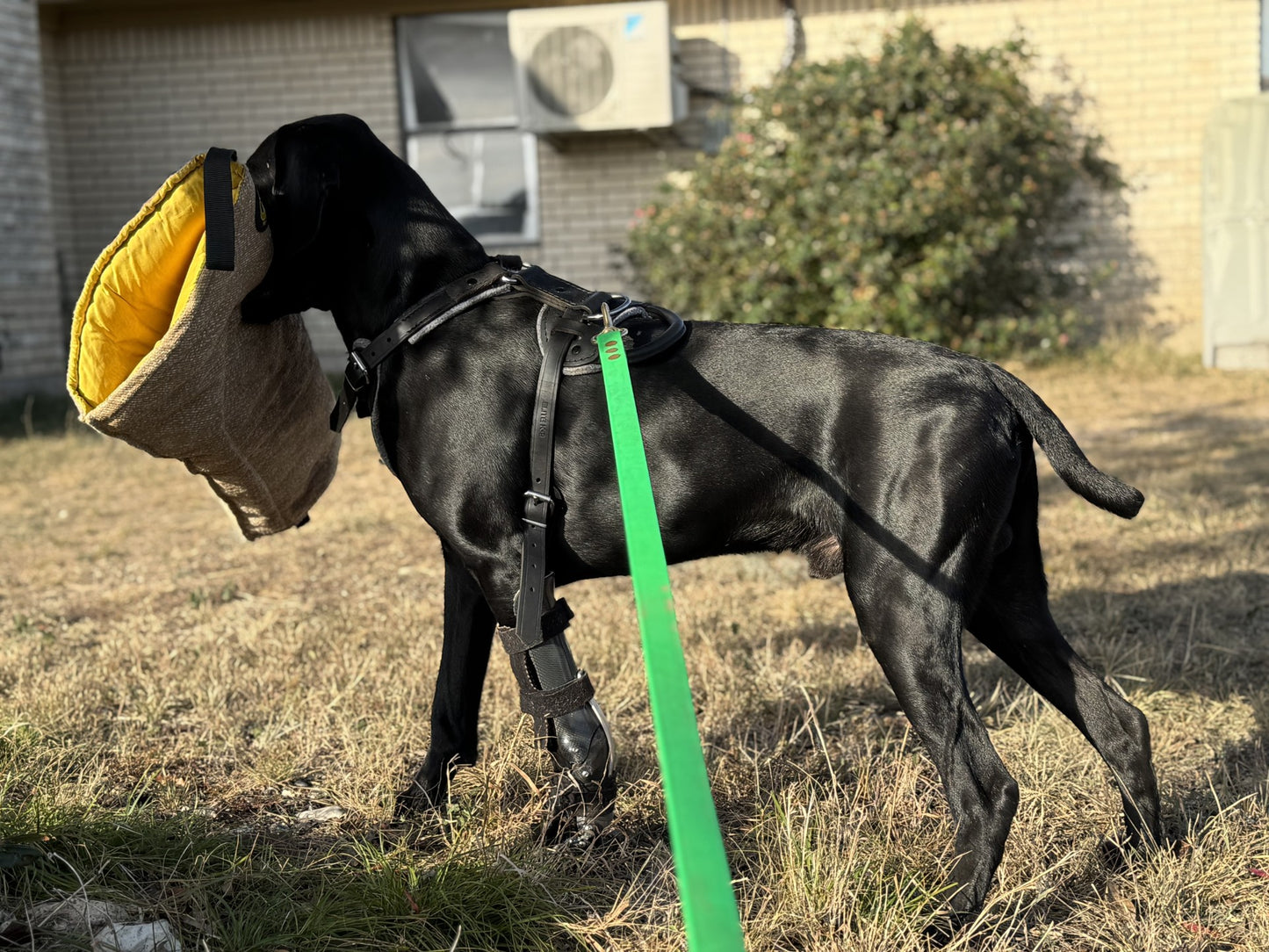 Rogue Pet Science Healthy Weight